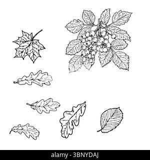 Feuilles et brindilles avec des baies sauvages, ensemble de silhouettes, un croquis à l'encre noire et blanche. Illustration vectorielle. Les feuilles d'érable, de chêne, de citron vert et de bouleau s'isolent Illustration de Vecteur