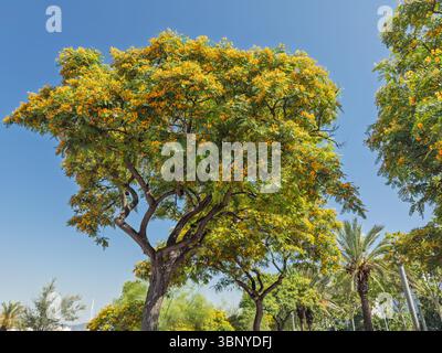 Un bel arbre Tipu (Tipuana tipu) en pleine floraison avec des fleurs jaunes vibrantes sur un ciel bleu clair dans un parc à Barcelone, Espagne. Banque D'Images