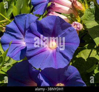 Bleu vif et violet Morning Glory (Ipomoea) fleurs en pleine floraison, un beau gros plan de la plante grimpante populaire à Barcelone, en Espagne. Banque D'Images