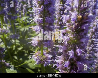 Abeille à miel (Apis) assise sur une ortie parfumée, ortie parfumée anisée, hysope anisée, hysope géante anisée (Agastache foeniculum) Banque D'Images