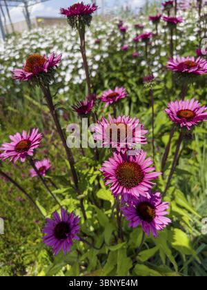 Coneflower pourpre, coneflower rouge, conehead pourpre, coneflower pourpre (Echinacea purpurea) Banque D'Images