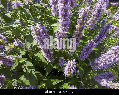Ortie parfumée, ortie parfumée à l'anis, hysope anis, hysope géant anis (Agastache foeniculum) Banque D'Images