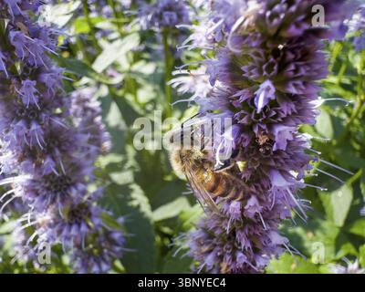 Abeille à miel (Apis) assise sur une ortie parfumée, ortie parfumée anisée, hysope anisée, hysope géante anisée (Agastache foeniculum) Banque D'Images