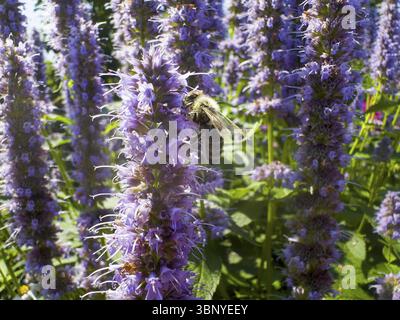 Abeille à miel (Apis) assise sur une ortie parfumée, ortie parfumée anisée, hysope anisée, hysope géante anisée (Agastache foeniculum) Banque D'Images