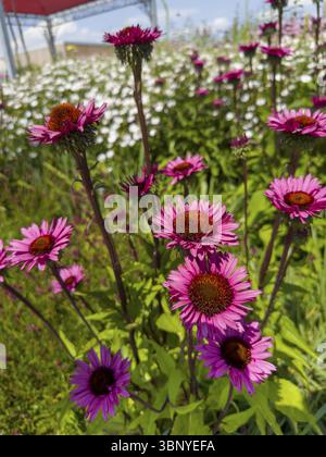 Coneflower pourpre, coneflower rouge, conehead pourpre, coneflower pourpre (Echinacea purpurea) Banque D'Images