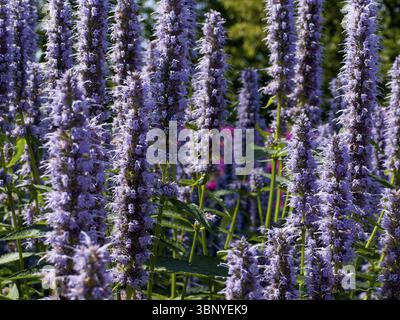 Ortie parfumée, ortie parfumée à l'anis, hysope anis, hysope géant anis (Agastache foeniculum) Banque D'Images