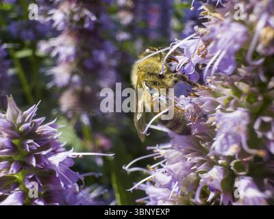 Abeille à miel (Apis) assise sur une ortie parfumée, ortie parfumée anisée, hysope anisée, hysope géante anisée (Agastache foeniculum) Banque D'Images