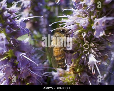 Abeille à miel (Apis) assise sur une ortie parfumée, ortie parfumée anisée, hysope anisée, hysope géante anisée (Agastache foeniculum) Banque D'Images