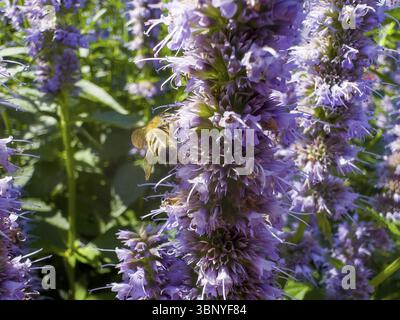 Abeille à miel (Apis) assise sur une ortie parfumée, ortie parfumée anisée, hysope anisée, hysope géante anisée (Agastache foeniculum) Banque D'Images