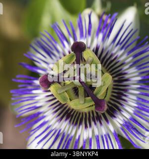 Gros plan d'une belle fleur de passiflora pourpre Banque D'Images