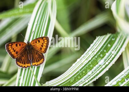 Papillon non apparié à plusieurs yeux (Lycaena dispar) sur l'herbe verte de falaris dans le jardin un jour d'été après la pluie, vue de dessus Banque D'Images