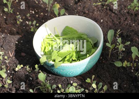 Roquette dans un bol en céramique, des verts cultivés dans le jardin sur un lit surélevé moderne en serre. Nourriture de ferme biologique dans la cour. Banque D'Images