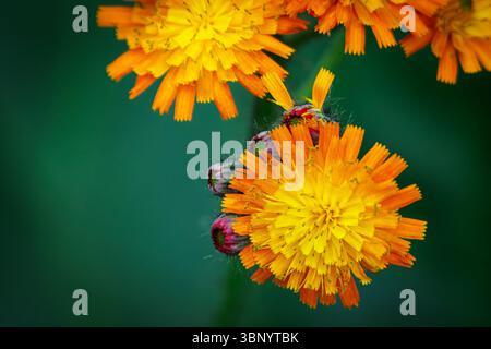 La fleur orange vif tête de Pilosella aurantiaca (Renard et Cubs), Northumberland juin 2025 Banque D'Images