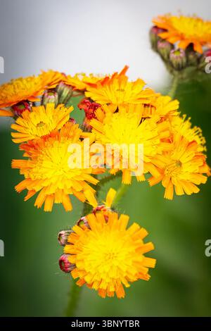 La fleur orange vif tête de Pilosella aurantiaca (Renard et Cubs), Northumberland juin 2025 Banque D'Images