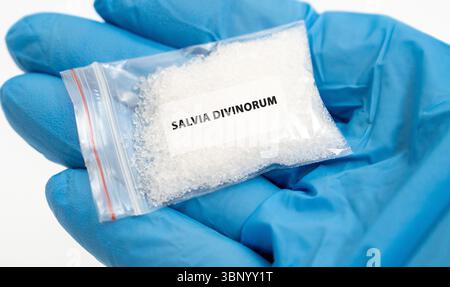 Salvia divinorum. Hallucinogène végétal connu pour ses expériences psychédéliques intenses mais de courte durée. Banque D'Images