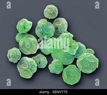 Coccolithophores. Micrographie électronique à balayage (MEB) des coccolithophores (Emiliana huxleyi). Les coccolithophores sont du phytoplancton calcaire et sont entourés d'un squelette (coccosphère) de plaques de carbonate de calcium. Lorsque l'organisme meurt, ces plaques se séparent et s'enfoncent au fond de l'océan. Des plaques individuelles ont été trouvées en grand nombre et peuvent constituer le composant majeur d'une roche particulière, comme la craie d'Angleterre. Grossissement : x200 lors de l'impression à 10 centimètres de large. Banque D'Images