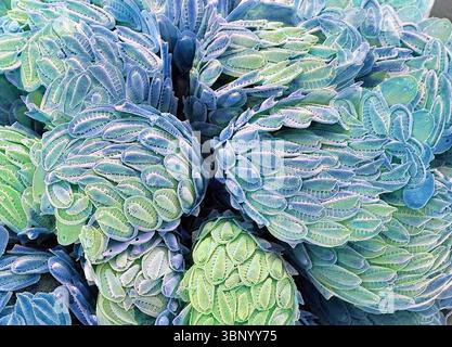 Algue brun doré Synura. Micrographie électronique à balayage d'une colonie. (SEM). Les synuridés sont un petit groupe d'algues brun doré, trouvées principalement dans l'eau douce. Ils sont recouverts d'écailles et d'épines de silicate. Synura se produisent sous forme de colonies sphériques. Plusieurs types d'échelles apparaissent sur la même cellule, en fonction de leur position. Grossissement : x2000, lorsqu'il est imprimé à 10 centimètres de large. Banque D'Images
