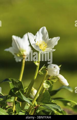 Fleur blanche d'hellébore ou Chirstman rose devant un arrière-plan vert au printemps Banque D'Images
