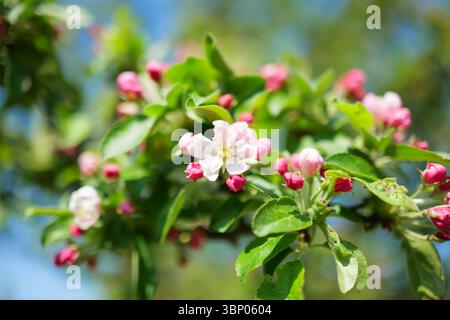 Apple Tree Blossoms et Blue Sky au printemps en Europe Malus domestica Banque D'Images