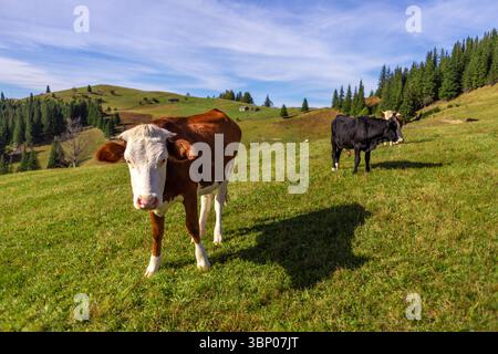Une scène pastorale sereine avec deux vaches sur un champ verdoyant entouré de collines ondulantes et de grands conifères sous un ciel bleu clair Banque D'Images