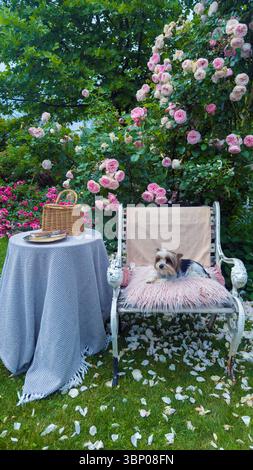 Cozy Garden Retreat mettant en vedette un chiot charmant se relaxant sur une chaise Vintage entourée de roses luxuriantes et de pétales délicats sous un cadre magnifiquement luxuriant Banque D'Images