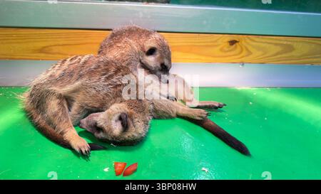 Deux adorables suricates se blottissant ensemble et se relaxant sur une surface verdoyante, mettant en valeur leur nature ludique et sociale tout en profitant d'une ambiance chaleureuse Banque D'Images
