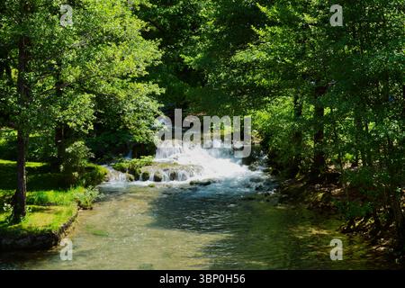 Une rivière tranquille coule à travers une forêt verdoyante, cascadant sur de petites cascades, créant une scène naturelle sereine et pittoresque. Banque D'Images