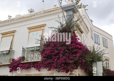 Grands bougainvilliers sur une façade dans une petite ruelle à Tavira, Algarve, Portugal Banque D'Images