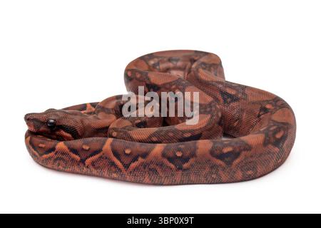 Constrictor de Boa de sang de bébé au repos sur fond blanc Banque D'Images