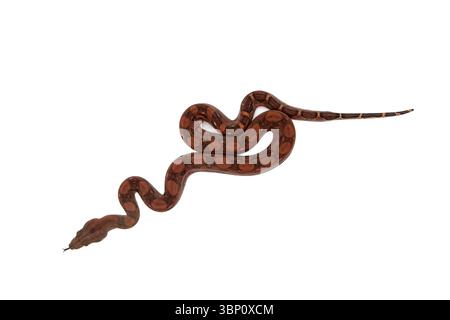 Gros plan de bébé sang boa constrictor glissant avec la langue sur fond blanc Banque D'Images