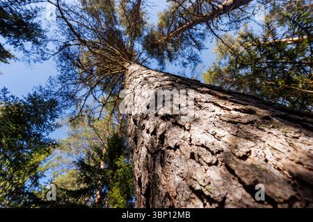 Vue rapprochée floue du tronc et de l'écorce du vieux pin (pinus sylvestris) en croissance européenne, Finlande Banque D'Images