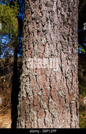 Gros plan d'une ancienne écorce de pin (pinus sylvestris), Finlande Banque D'Images