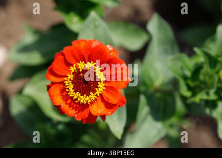 Plan au-dessus d'une fleur rouge de Zinnia avec des étamines jaunes, entourée de feuilles vertes, sur un fond brun flou. Banque D'Images