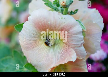 Gros plan d'une fleur de hollyhock rose pâle avec un bourdon à l'intérieur collectant du pollen, entouré de feuilles vertes et d'autres fleurs en arrière-plan. Banque D'Images