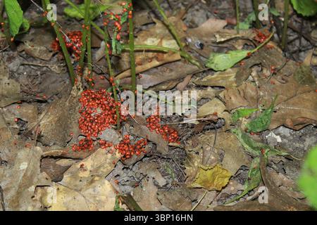Beaucoup de feux rouges sur terre dans la forêt. De nombreux insectes brillants Pyrrhocoris apterus Banque D'Images