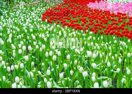 Le champ de jardin avec des tulipes de divers pétales de couleur arc-en-ciel lumineux, beau bouquet de couleurs à la lumière du jour dans le jardin ornemental Banque D'Images