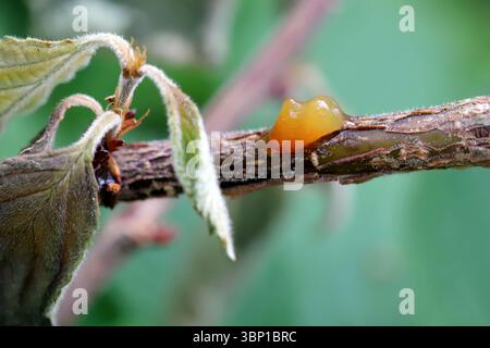 Sève fuyant de cerise pleureuse, branches mourantes, maladies fongiques ou bactériennes, Canker sur les pousses d'un arbre dans un verger. Banque D'Images