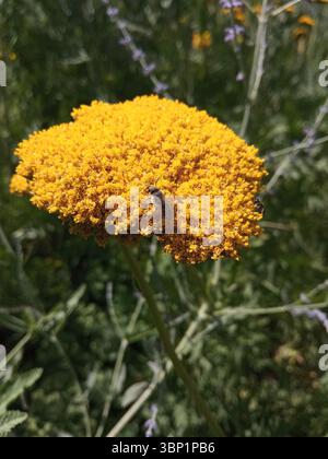 Une abeille est assise sur une tanaisie jaune vif, Achillea filipendulina Banque D'Images