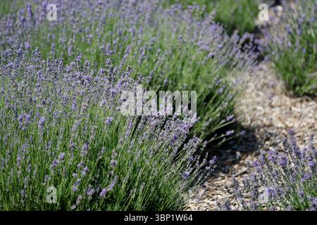 buisson de lavande sous le soleil d'été. Banque D'Images