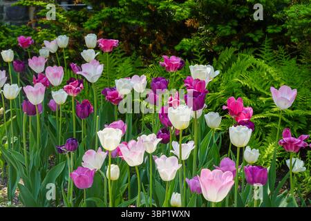 Bel affichage de tulipes violettes et blanches dans le jardin de printemps Banque D'Images