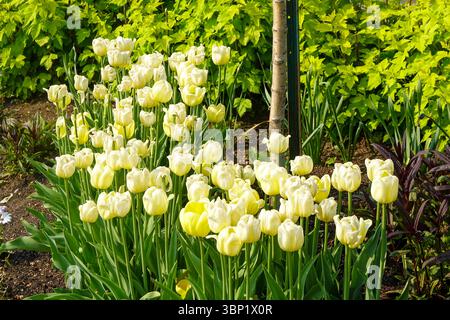 Belles tulipes blanches fleurissant dans le lit de jardin avec un feuillage vert luxuriant Banque D'Images
