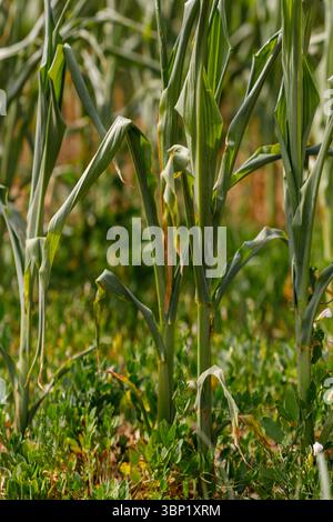 Gros plan des tiges de maïs dans un champ, mettant en valeur le feuillage vert et le couvert végétal. Lumière naturelle et tons légèrement sourds. Banque D'Images