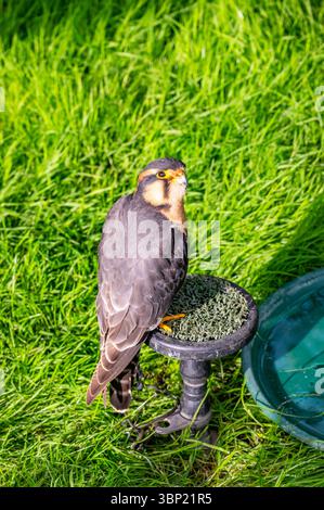 Un faucon Aplomado (Falco femoralis) sur un perchoir pour une exposition de fauconnerie au château de Leeds, Kent, Royaume-Uni Banque D'Images