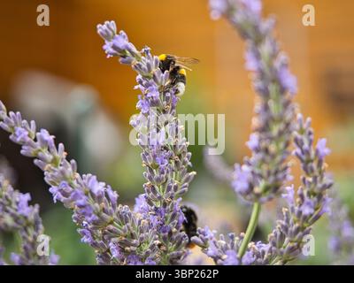 Bourdon perché sur la lavande en fleurs dans la lumière du soleil chaude couleurs vibrantes et arrière-plan flou Banque D'Images