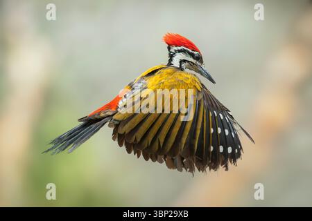 Commun Flameback Dinopium javanense Banque D'Images