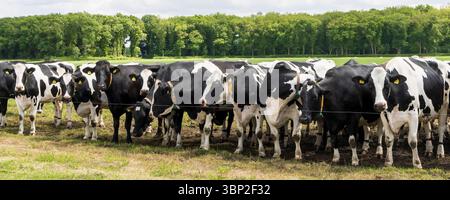 Vaches Holstein néerlandaises noires et blanches côte à côte attendant dans les prairies Banque D'Images