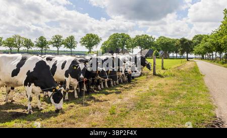 Vaches Holstein néerlandaises noires et blanches côte à côte attendant dans les prairies Banque D'Images