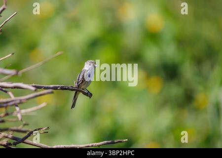 Femelle vermillon Flycatcher (Pyrocephalus rubinus) perchée sur une branche sèche. Banque D'Images