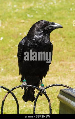 Raven à la Tour de Londres, Londres Angleterre Royaume-Uni Banque D'Images