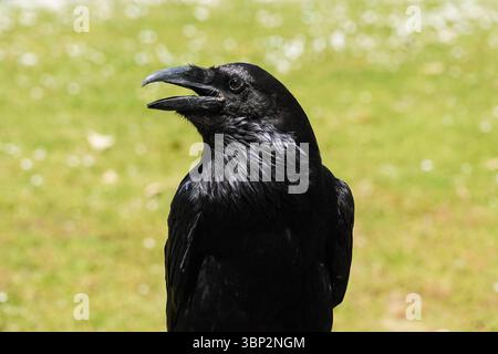 Raven à la Tour de Londres, Londres Angleterre Royaume-Uni Banque D'Images